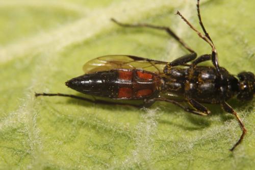 Réf. 298 448 : Ctenichneumon divisorius